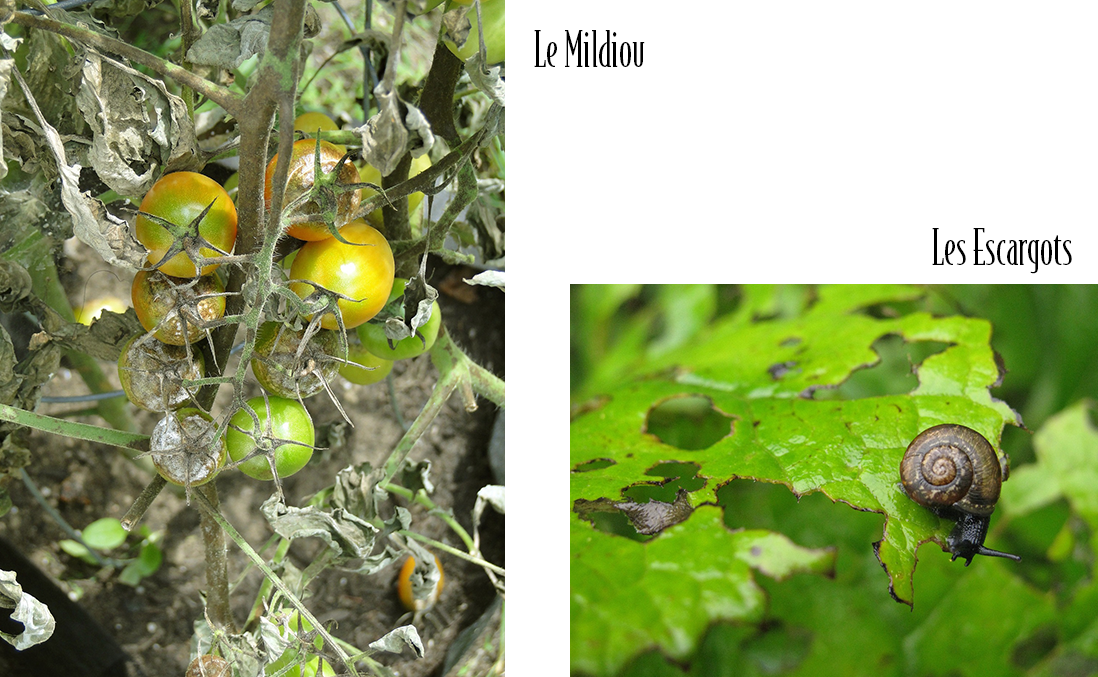 nuisibles, escargot, maladies, mildiou, serre, jardin, conseils, astuces, Jardinerie Tarnaise, Albi, Castres, Tarn